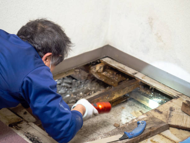 Home Mold Removal in Everman, TX