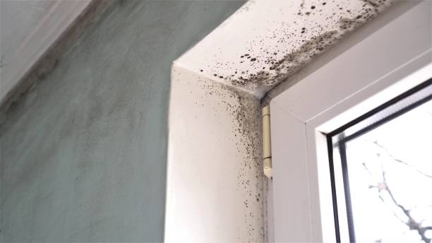 Mold Testing and Removal in Everman, TX