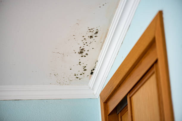 Best Mold Remediation  in Everman, TX