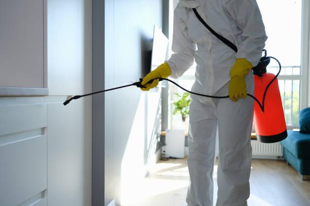 Best Best Mold Removal Companies  in Everman, TX