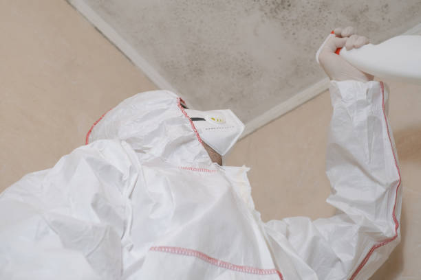 Best Professional Mold Removal  in Everman, TX