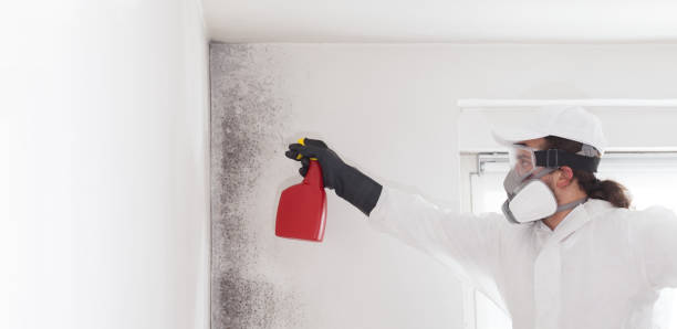 Best Home Mold Removal  in Everman, TX