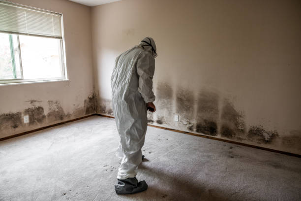 Best Mold Testing  in Everman, TX