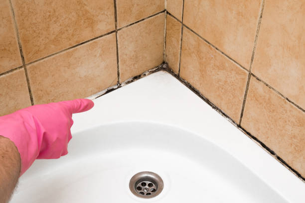 Best Toxic Mold Removal  in Everman, TX